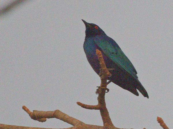 <h3><a href="/trips/gambia/biota/animalia/chordata/aves/040 passeriformes/105 sturnidae/lamprotornis chloropterus/lamprotornis chloropterus-nl.html">Lamprotornis&nbsp;chloropterus</a> / Lesser&nbsp;blue‑eared&nbsp;starling / Noordelijke&nbsp;blauwoorglansspreeuw</h3>OM-1 Mark II met OLYMPUS M.150-400mm F4.5 TC, 1/800 sec  bij F5.6, ISO 10000, afstand 24.5&nbsp;m